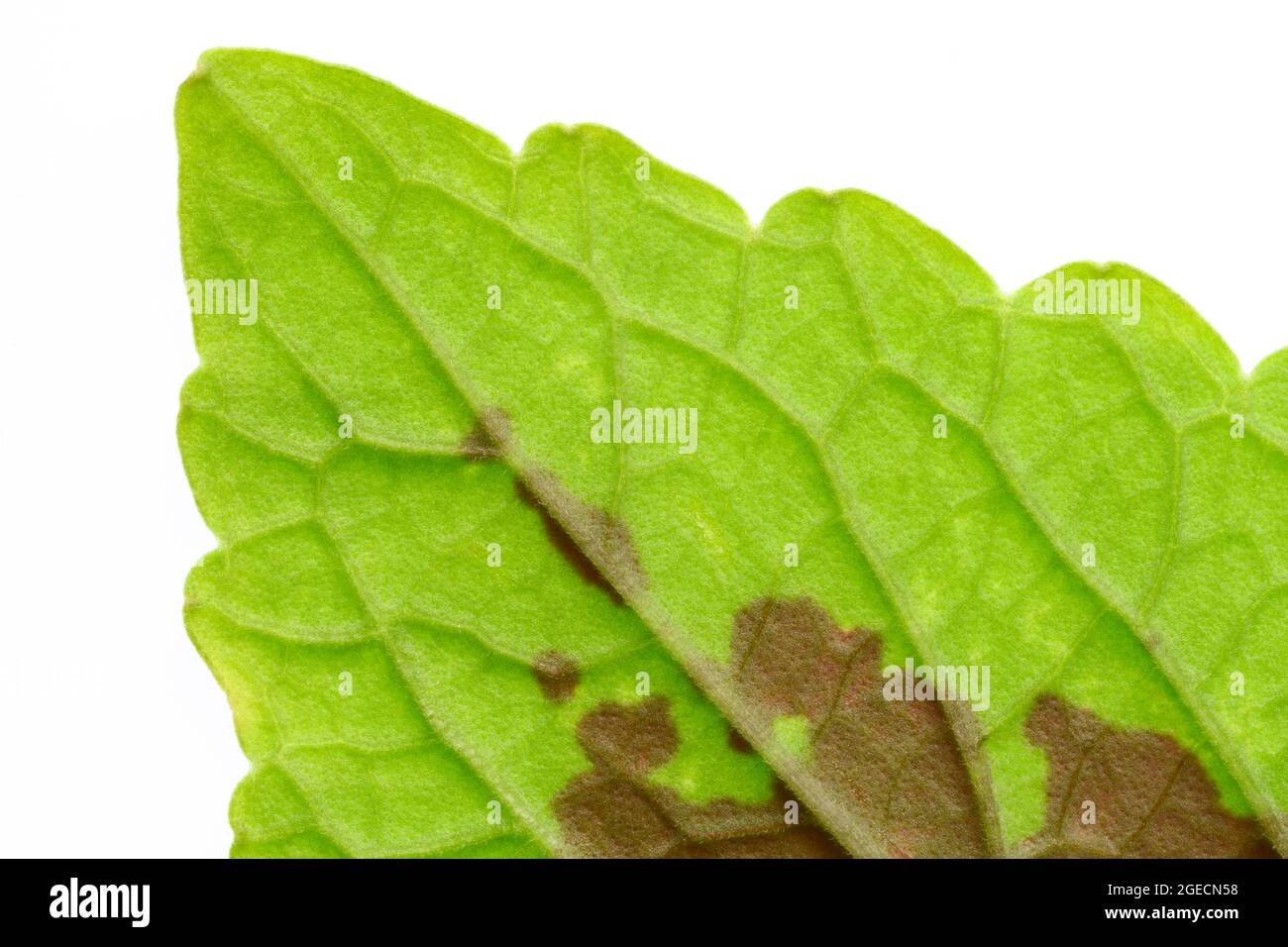 Nahaufnahme des Blattes der Coleus-Pflanze mit den Venenmustern Stockfoto