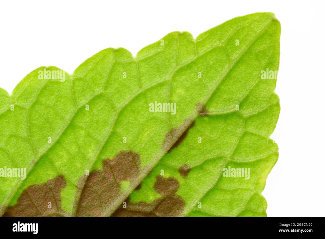 Nahaufnahme des Blattes der Coleus-Pflanze mit den Venenmustern Stockfoto