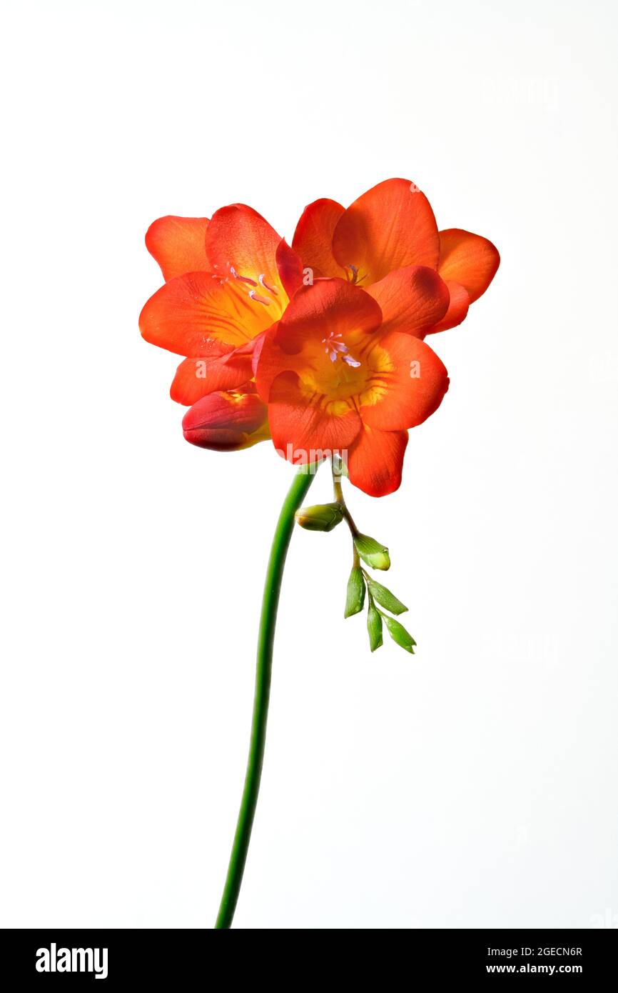 Schöne duftende rote Freesia Blüten auf einem schlichten weißen Hintergrund Stockfoto