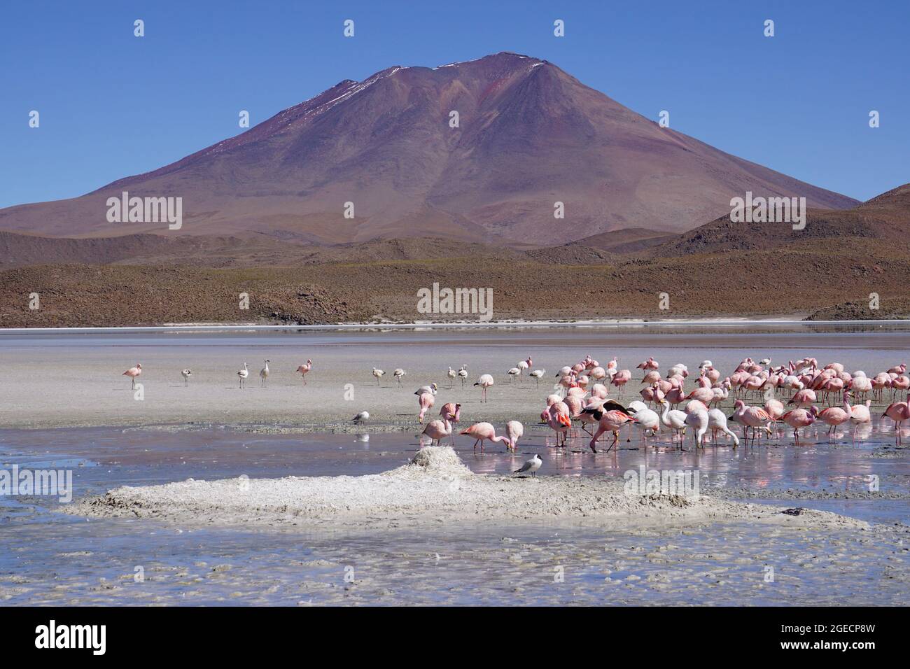 Bolivien, EINE Flamingoschar im Salar de Uyuni (oder Salar de Tunupa), ist die größte Salzflacht der Welt Stockfoto