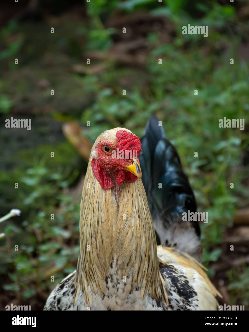 Kopfschuss eines jungen Hähnchens (Gallus gallus domesticus) oder Hahns, das sich im Garten bewegt. Nutztiere oder Nutztiere. Stockfoto