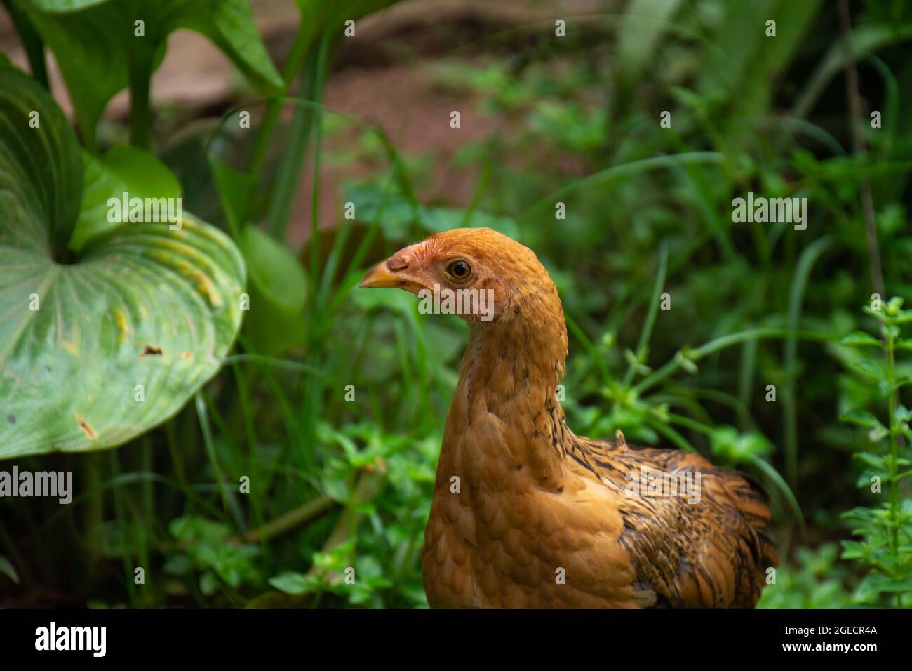 Ein schönes junges Huhn (Gallus gallus domesticus) oder eine Henne, die sich im Garten bewegt. Nutztiere oder Nutztiere. Stockfoto