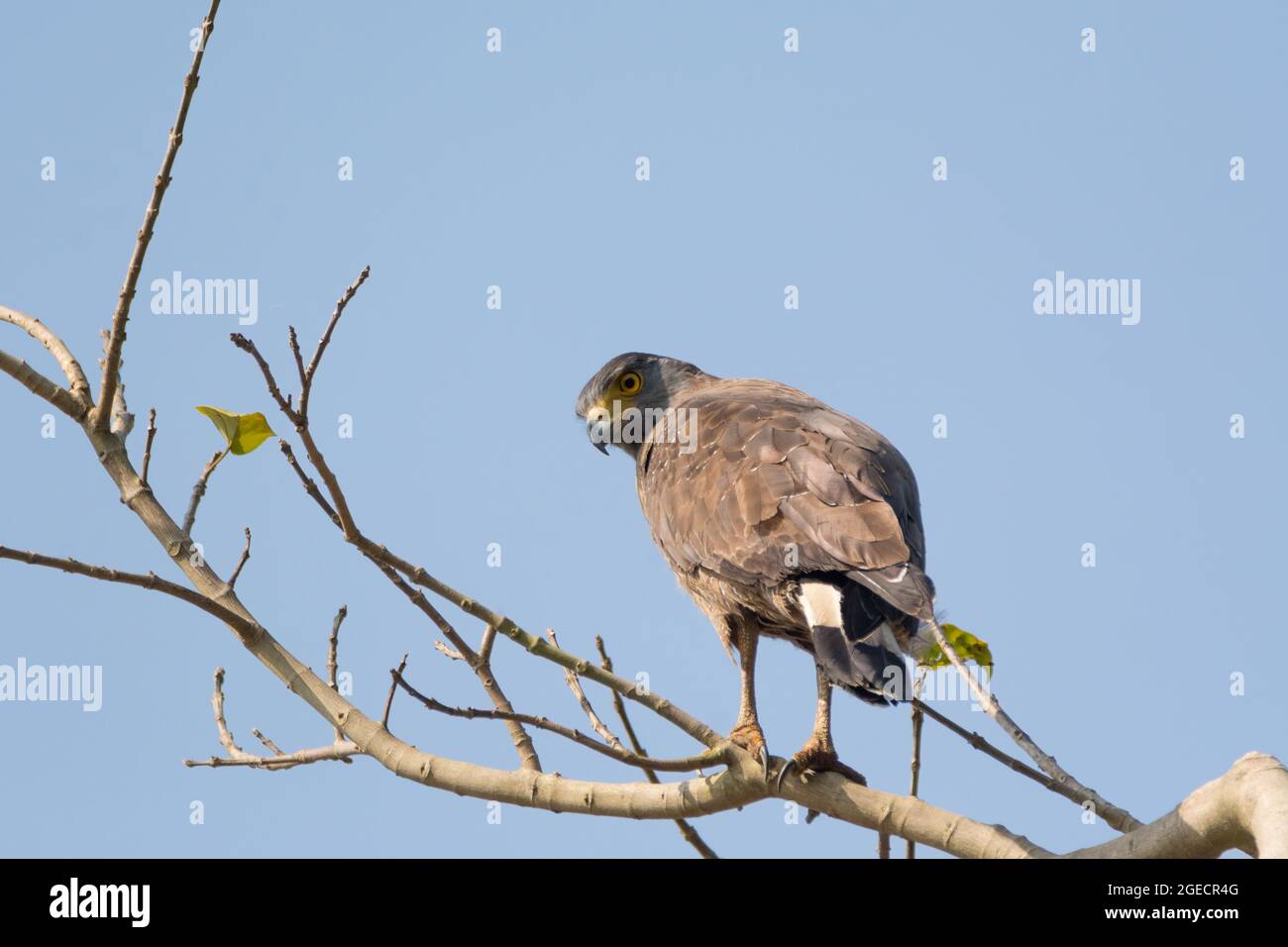 Nahaufnahme eines Schlangenadlers (Spilornis cheela), der auf einem Baumzweig darüber steht. Stockfoto