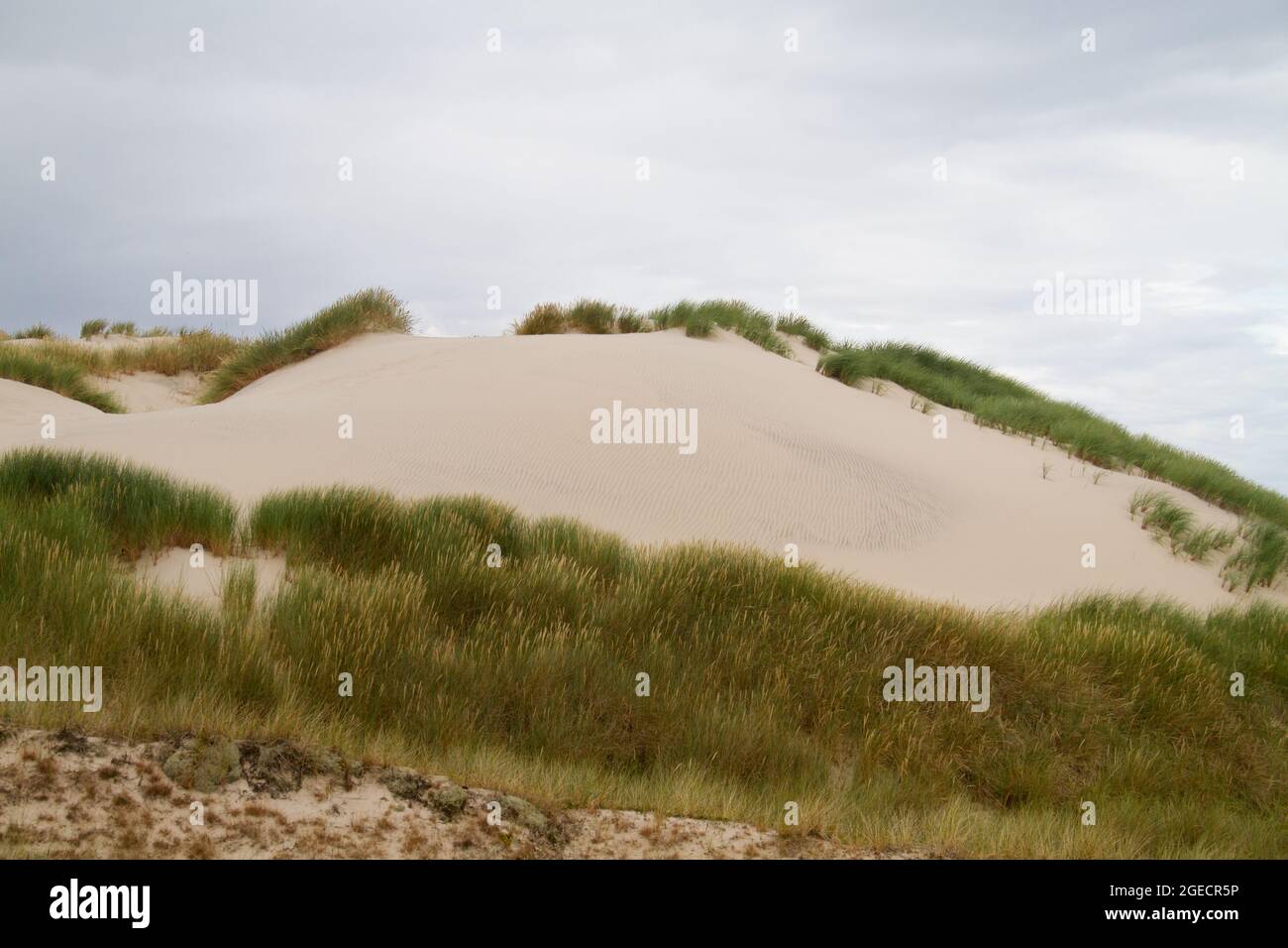 Råbjerg Mile, eine wandernde Küstendüne in Jütland, Dänemark Stockfoto