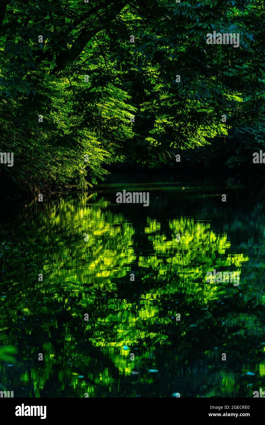 Bäume mit Licht und Schatten im Bürgerpark Hansestadt Bremen oder Main City Park Hansestadt Bremen, Bundesland Bremen, Norddeutschland Stockfoto