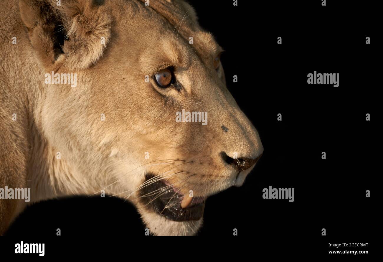 Profil eines weiblichen Löwen oder einer Löwin (Panthera leo) isoliert auf schwarzem Hintergrund Stockfoto