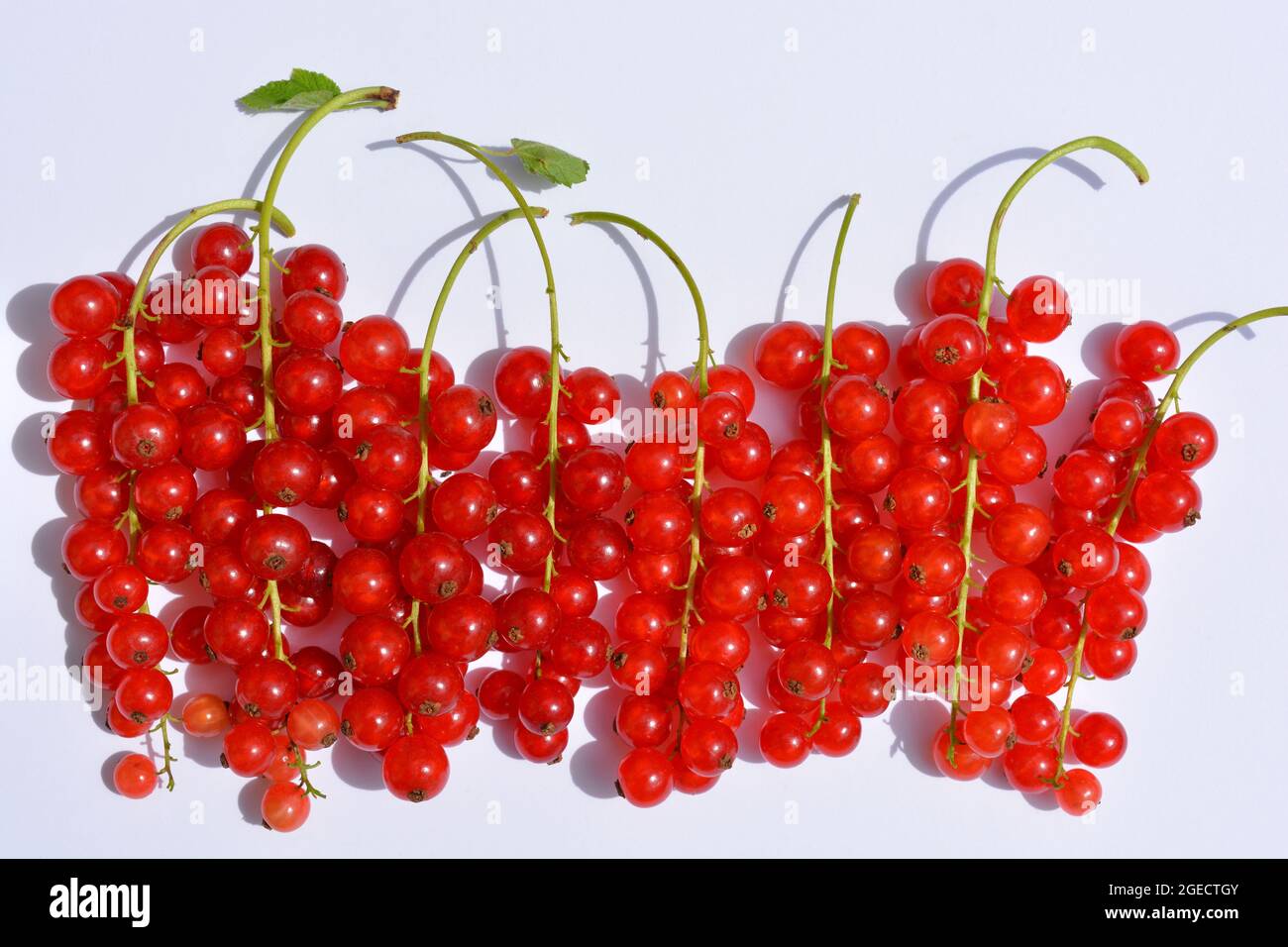 Frisch gepflückte rote Bio-Johannisbeeren, Ribes rubrum Stockfoto