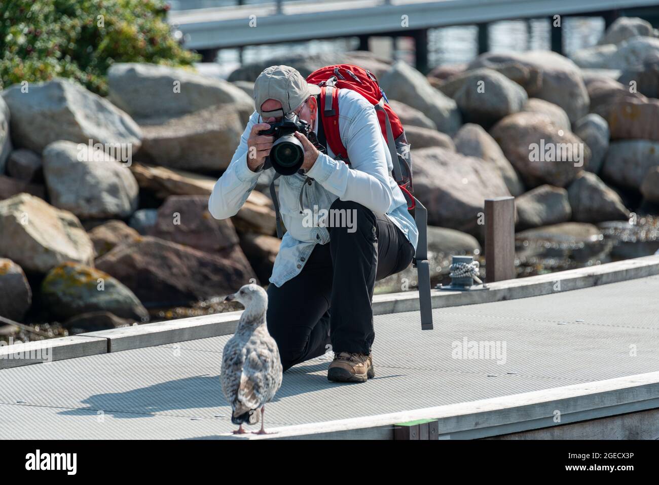 Ein Fotograf fotografiert eine räuberische Möwe in einem Fischerhafen an der Ostsee Stockfoto