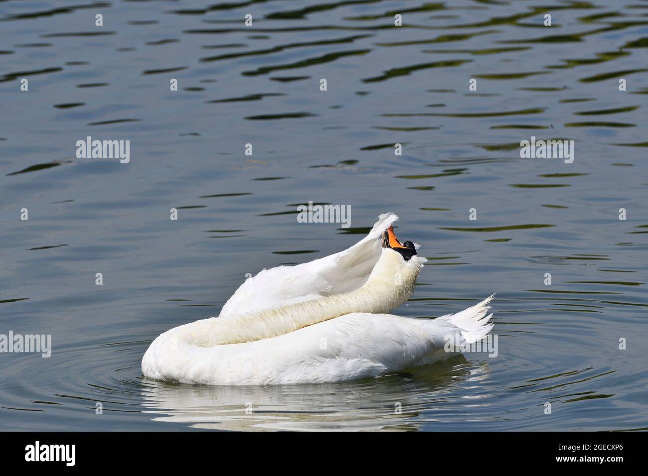 Wien, Österreich. Swan (Cygnus) reinigt sein Gefieder Stockfoto