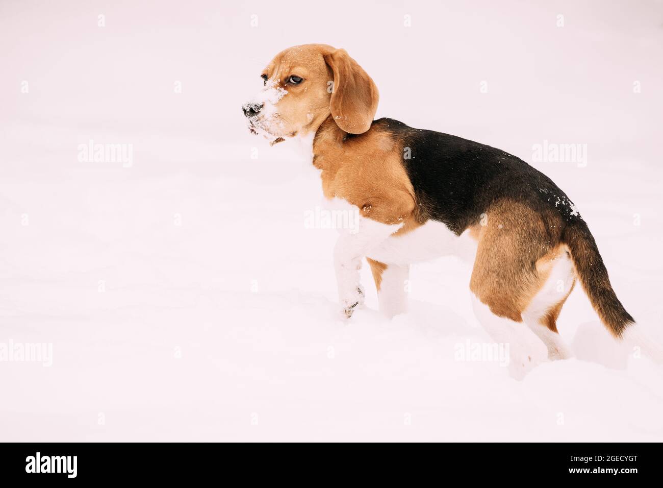 Trauriger Welpe Englischer Beagle, Der Im Schnee Sitzt Und Am Wintertag Gefrorene Pfoten Hält. Beagle ist EINE Rasse von Small Hound Stockfoto