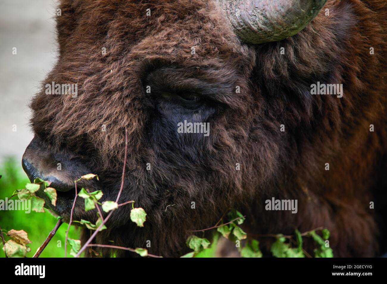Europäischer Bisons Teil des Wilder Blean, der plant, sie in die trostlose Landschaft, das größte Gebiet des alten Waldes in Südengland, freizugeben Stockfoto