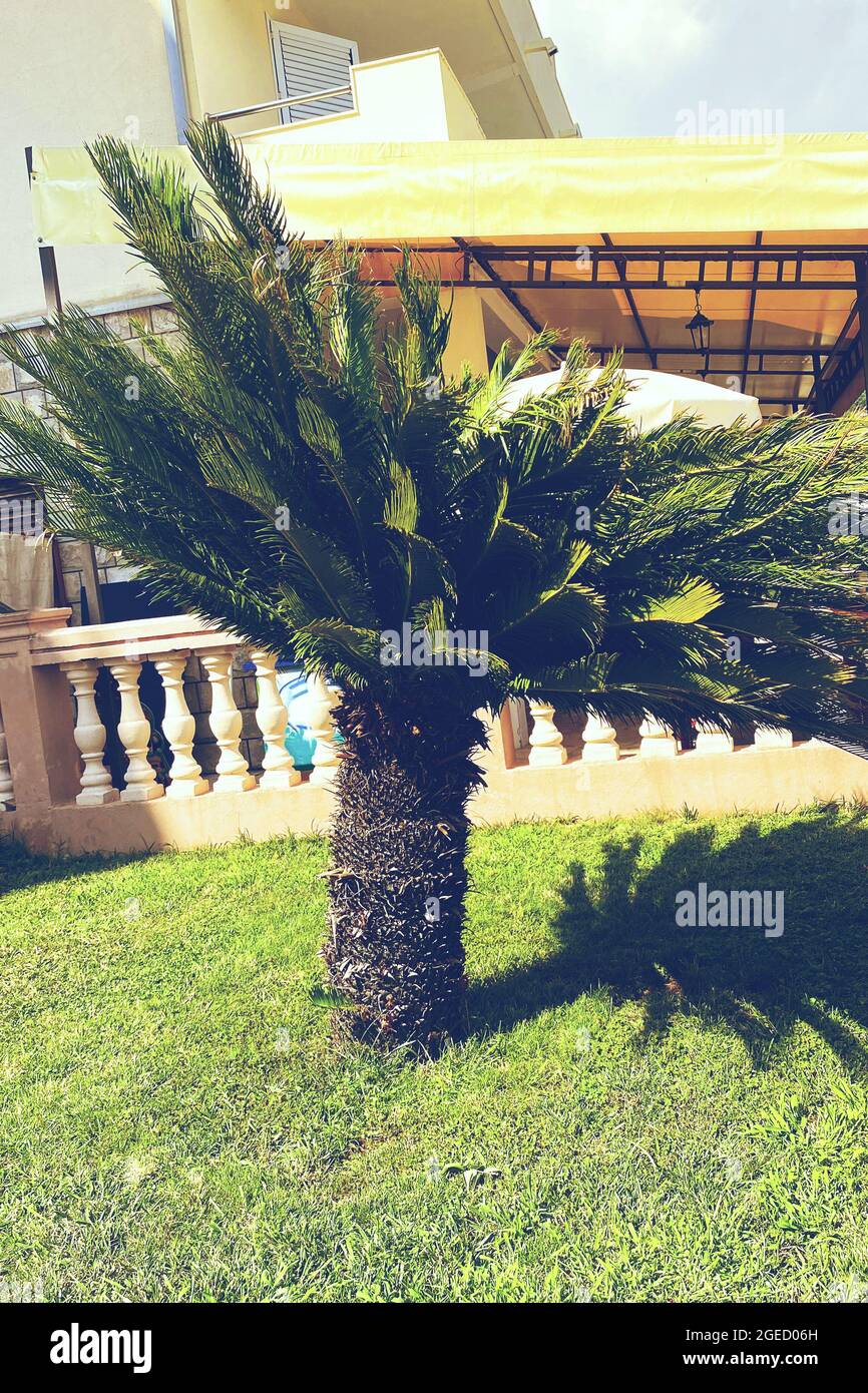 Erholung, Urlaub und Tourismus an der Küste. Cycas Revoluta. Grüne Palme an der Küste. Üppig grüne Palmenblätter an sonnigen Tagen. Stockfoto