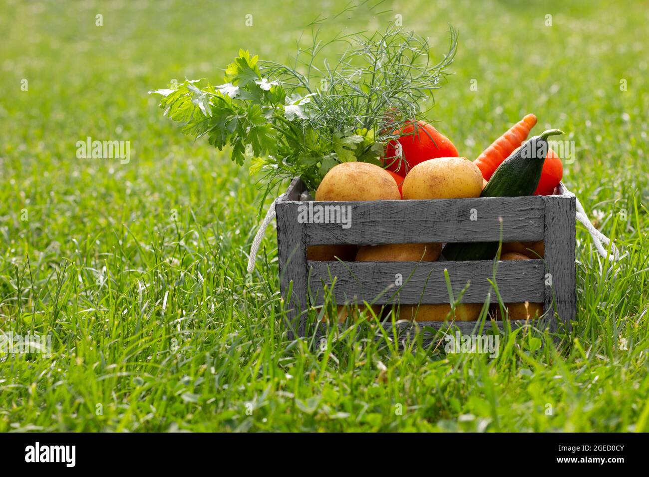 Auf dem Gras in einer Schachtel buntes Gemüse Stockfoto