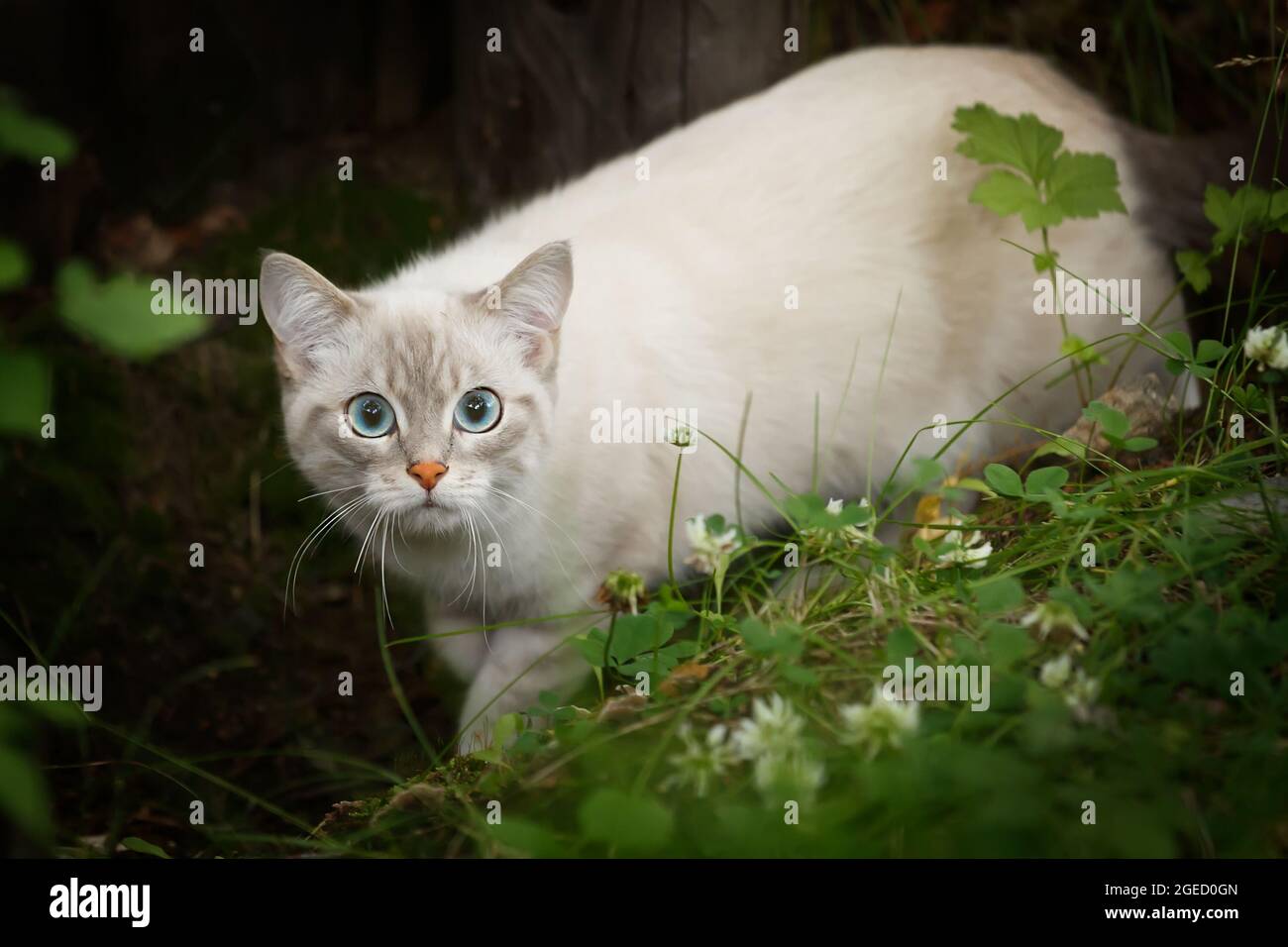 Hellbeige Katze mit blauen Augen und einer orangen Nase, schaut wachsam aus dem Gras Stockfoto