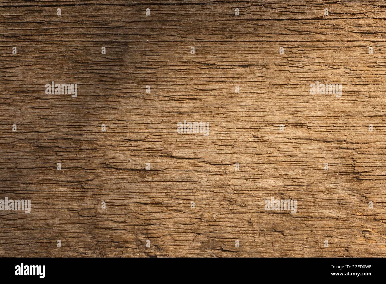 Die Textur eines alten Baumes, der von der Sonne beleuchtet wird. Abstrakter Hintergrund. Stockfoto