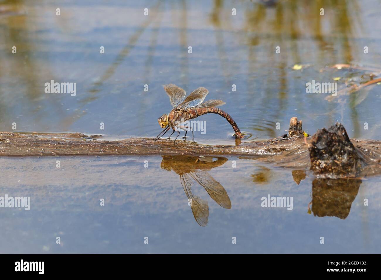 Eine Libelle sitzt auf einem alten Stamm und legt Eier in einen Teich. Nahaufnahme. Stockfoto