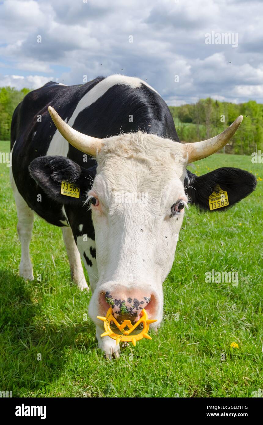Fleckvieh-Rind (Bos primigenius taurus), schwarz-weiße Kuh mit Hörnern und  Nasenring aus Kunststoff, Viehbestand auf einer Weide in Deutschland,  Europa Stockfotografie - Alamy