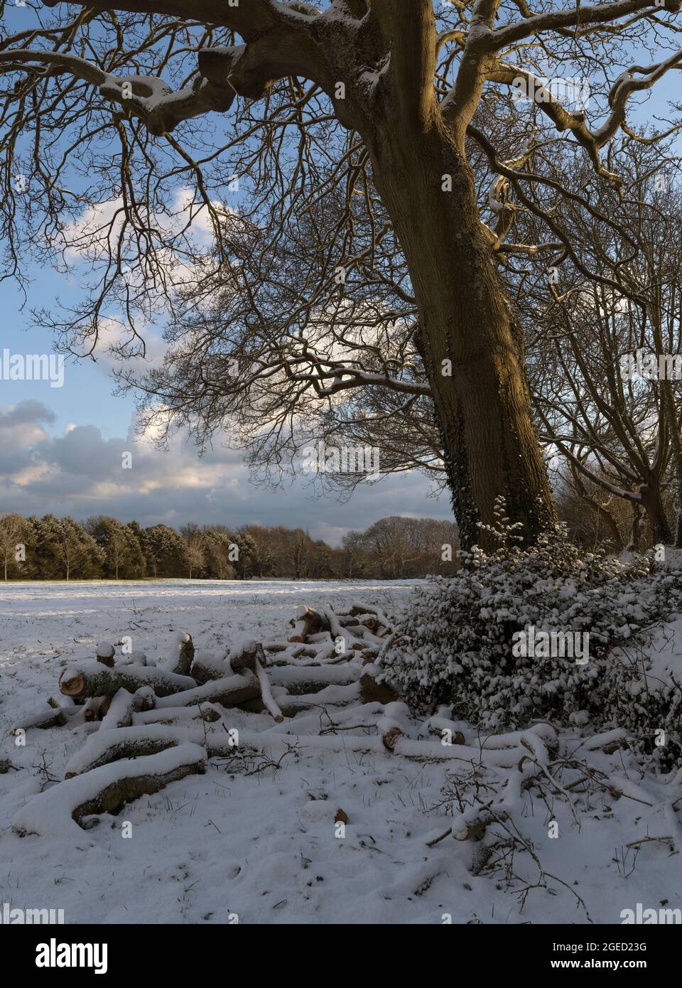 Schneebedeckte Baumstämme unter einem Winterbaum mit Schnee auf dem Boden Stockfoto