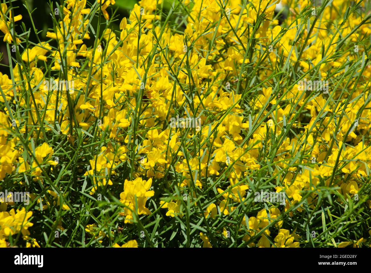 Das Sportium junceum in voller Blüte mit leuchtend goldenen Blüten in der Sommermorgensonne Stockfoto