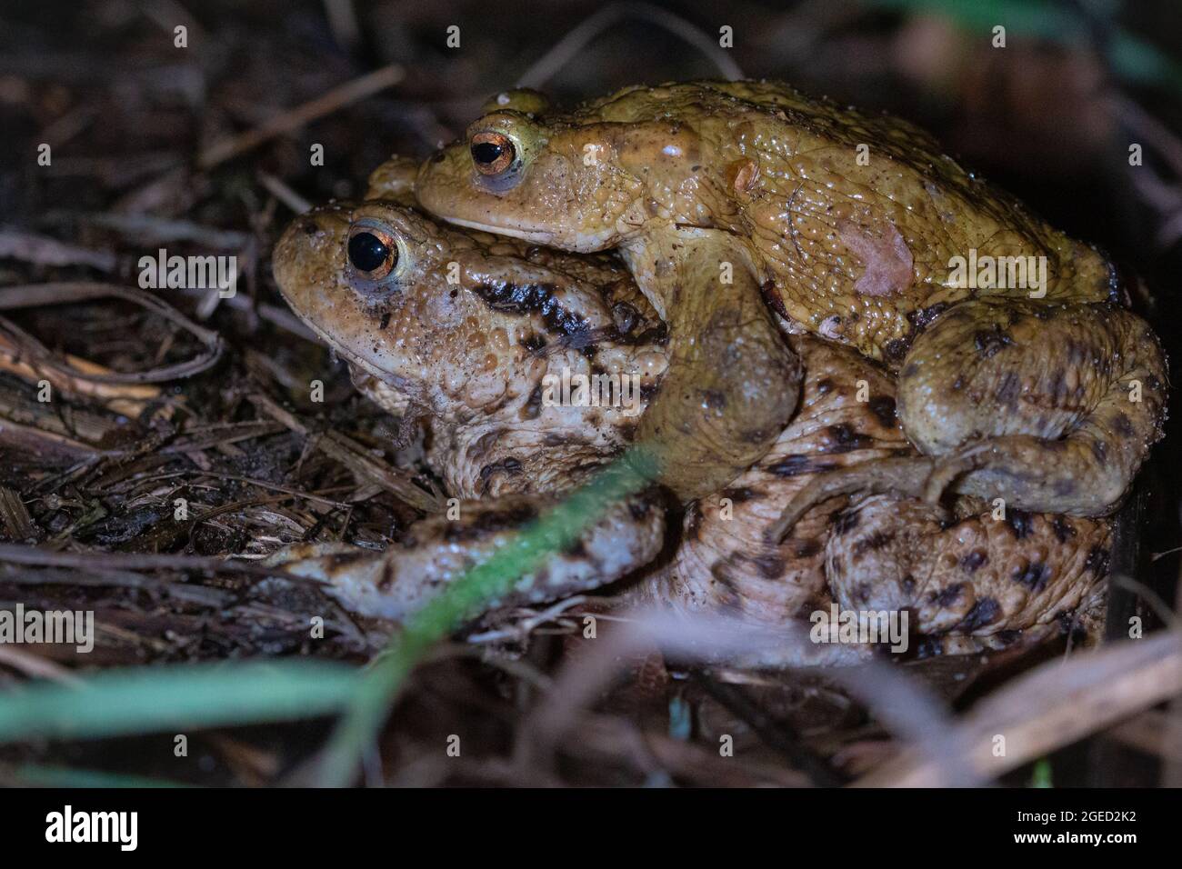 Eine männliche Kröte (Bufo bufo) reitet auf dem Rücken eines Weibchens, während sie in Richtung des Paarungspools im West Stow Country Park gehen Stockfoto