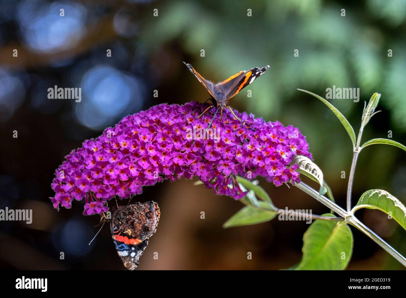 ZWEI ROTE ADMIRAL-SCHMETTERLINGE AUF EINER BUDDLEIA-BLUME Stockfoto