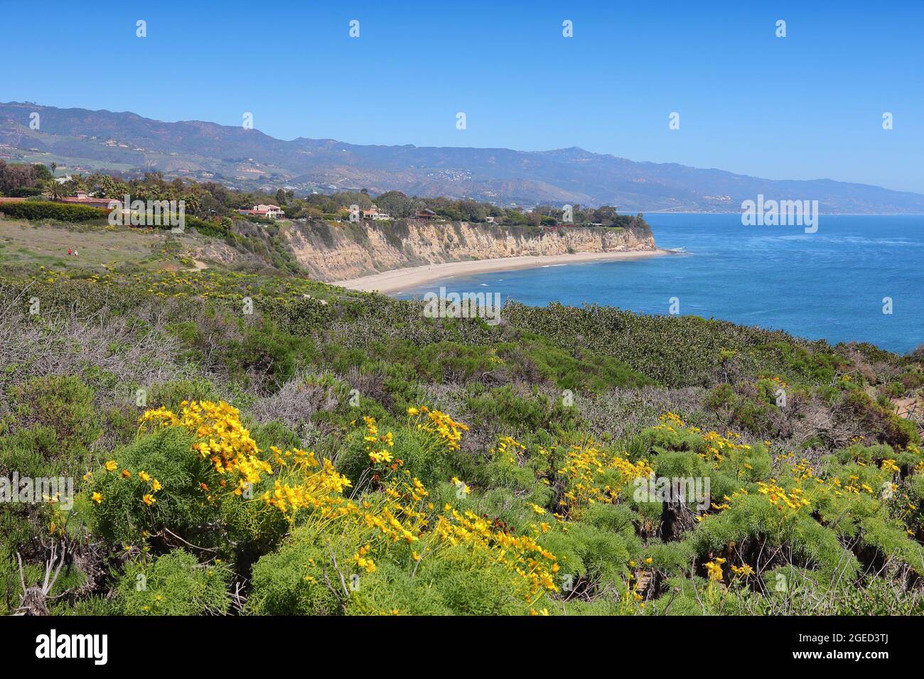 Malibu, California, Usa. Point Dume State Beach mit riesigen Coreopsis (Riesenmeerdahlie) Blumen. Stockfoto