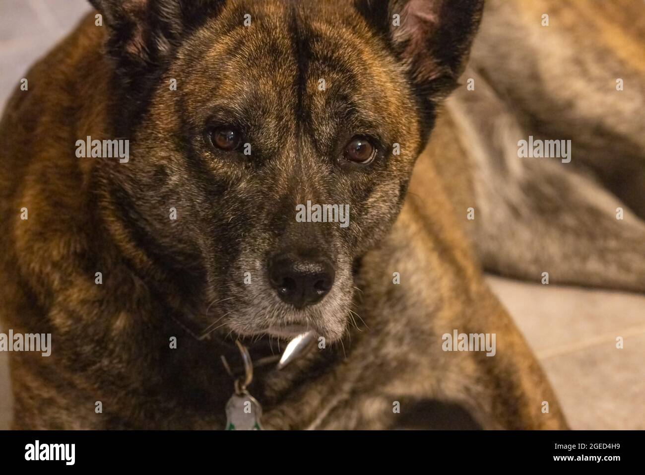 Ein Hund starrte die Kamera aufmerksam an und bettelte um etwas, während er auf dem Fliesenboden lag. Stockfoto