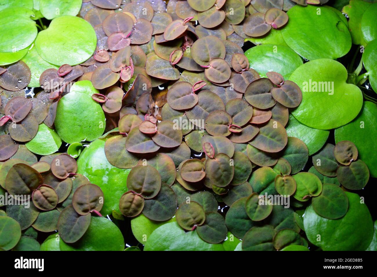 Schwimmende Aquariumpflanze oder Fischbecken, Seerosenart. Phyllanthus Fluitans und Limnobium laevigatum. Stockfoto