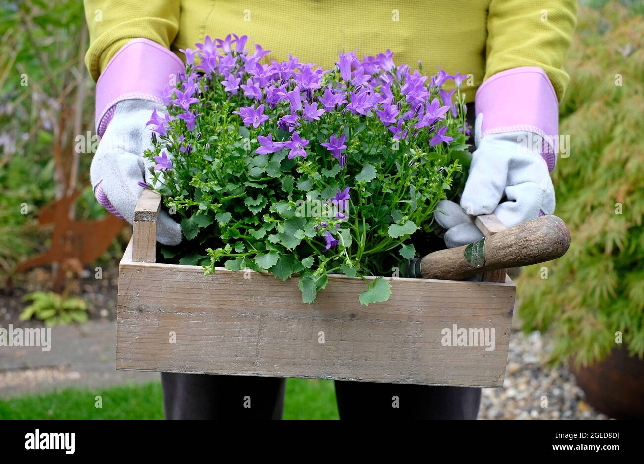 Weibliche Gärtnerin hält Tablett mit lila Glockenblumen campanula Blumen, Pflanzen im englischen Garten, norfolk, england Stockfoto