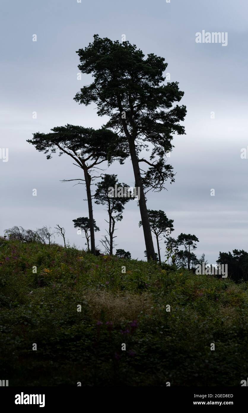 Schottische Kiefern an einem grauen Tag vor der Skyline auf den Lickey Hills, West Midlands, Großbritannien. Stockfoto