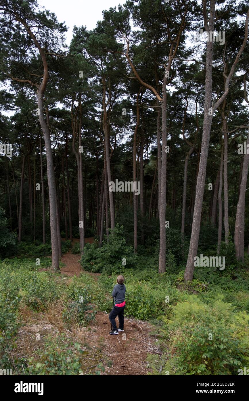 Ein kleiner Junge, allein im Wald, starrt auf eine Gruppe von Pinien. Stockfoto