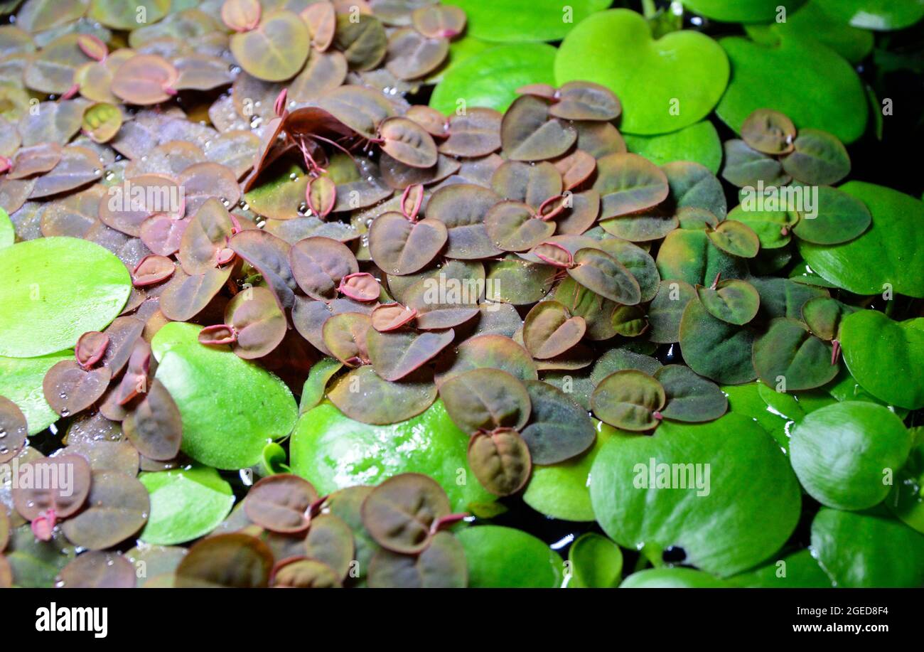 Schwimmende Aquariumpflanze oder Fischbecken, Seerosenart. Phyllanthus Fluitans und Limnobium laevigatum. Stockfoto