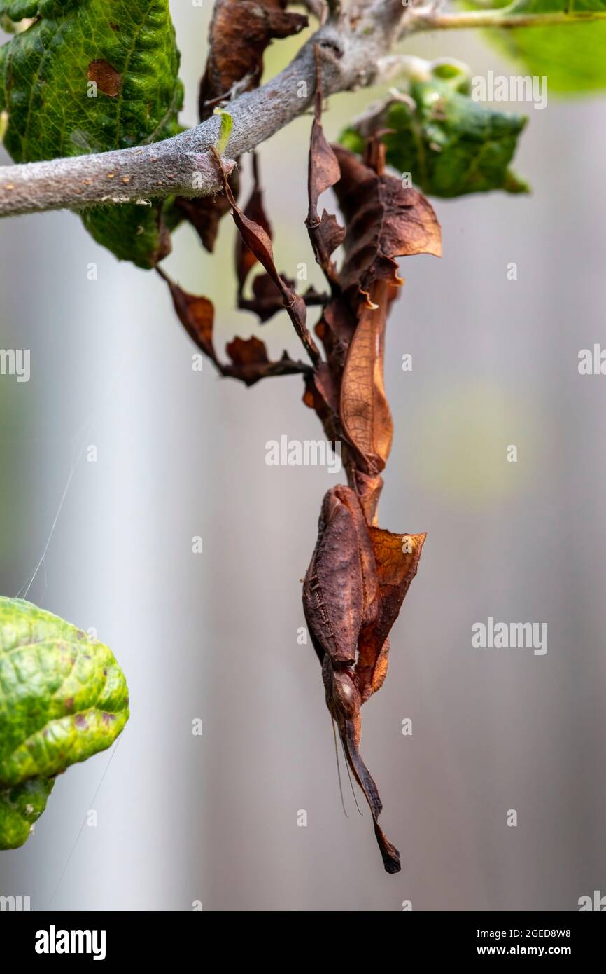 Ein vollständiges Seitenprofil einer Geistermantis im Detail Stockfoto