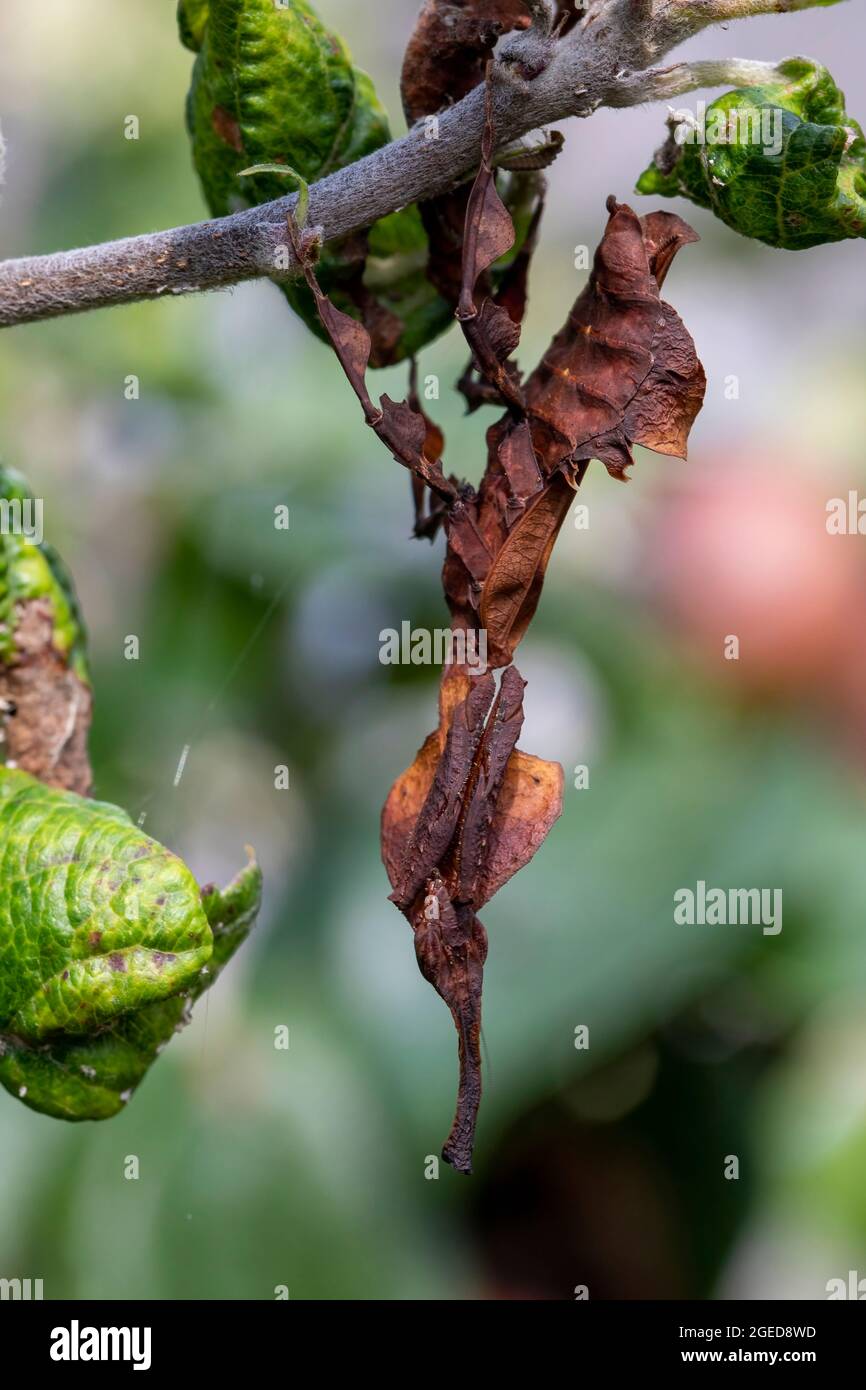 Ein durchgehendes Profil eines Gespenstes, der Gottesanbeterin beim Blick in die Linse der Kamera. Stockfoto