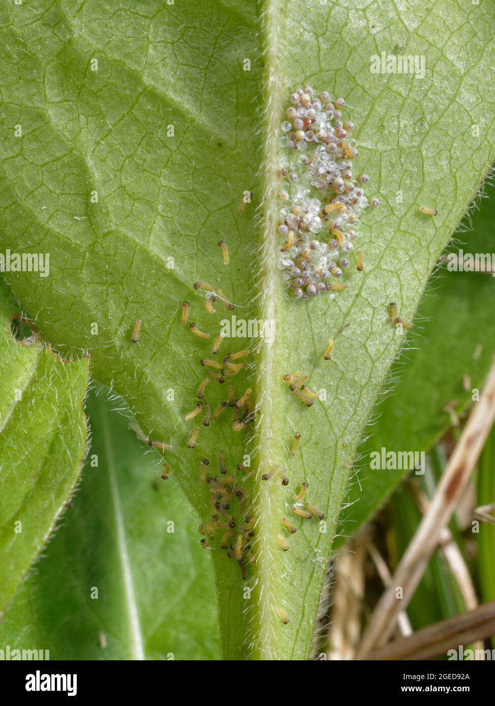 Marsh fritillary (euphydryas aurinia) Raupen schlüpfen und Spinnen ein Larvengewebe auf einem Devil's bit scabious (Succisa pratensis) Blatt zu füttern unter. Stockfoto