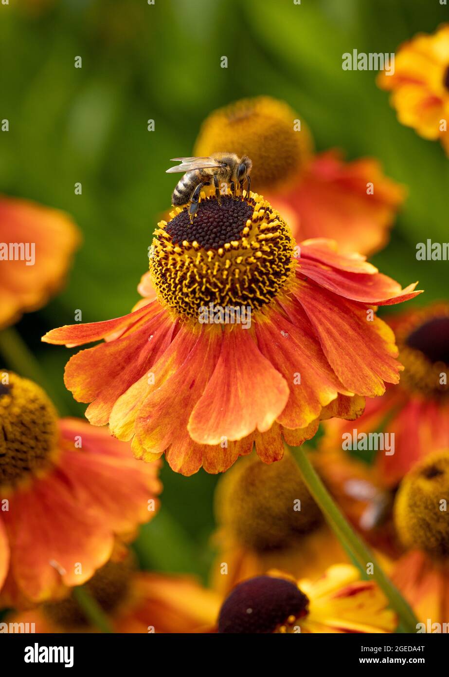 Bienen sammeln im Sommer Nektar aus einer Helenium 'Moerheim Beauty' Blume in einem britischen Garten. Stockfoto