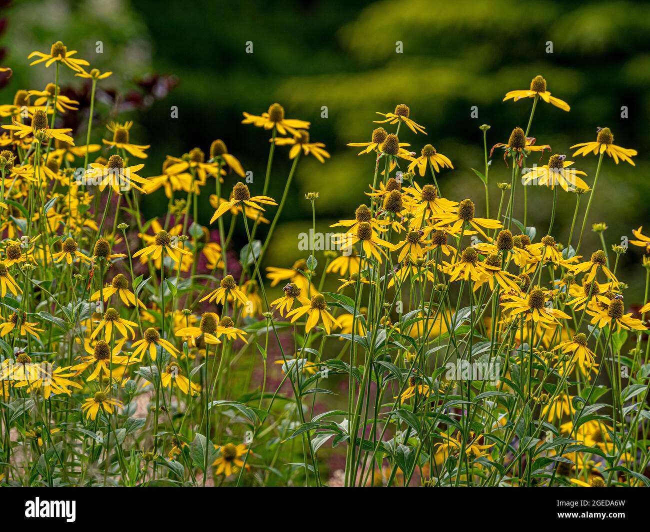 Gelbe Echinacea paradoxa-Blüten werden auch als Gelbe Kegelblumen in einem britischen Garten bekannt. Stockfoto