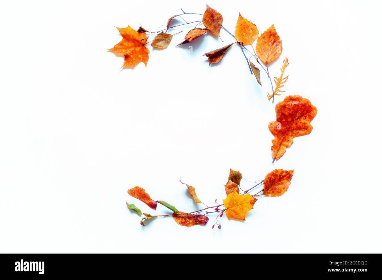 Herbsthintergrund, Herbstkomposition, saisonale Herbstblätter auf dem weißen Holzhintergrund mit Platz für Text. Stillleben im Herbst Stockfoto