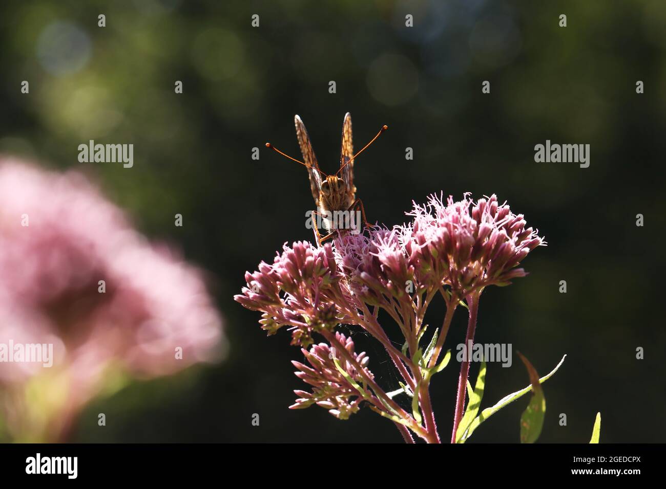 Schöner Schmetterling sitzt auf einer Blume mit gefalteten Flügeln. Stockfoto