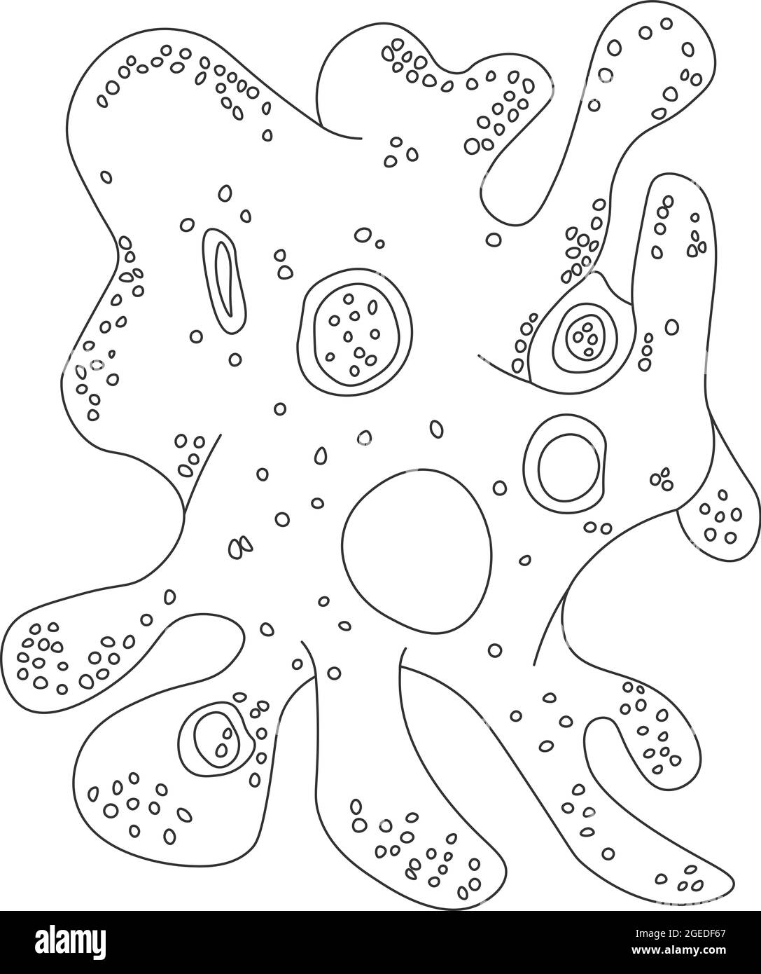 Amöben-Proteus. Vektordarstellung eines Mikroorganismus. Schwarz-weiße Konturdarstellung. Stockfoto