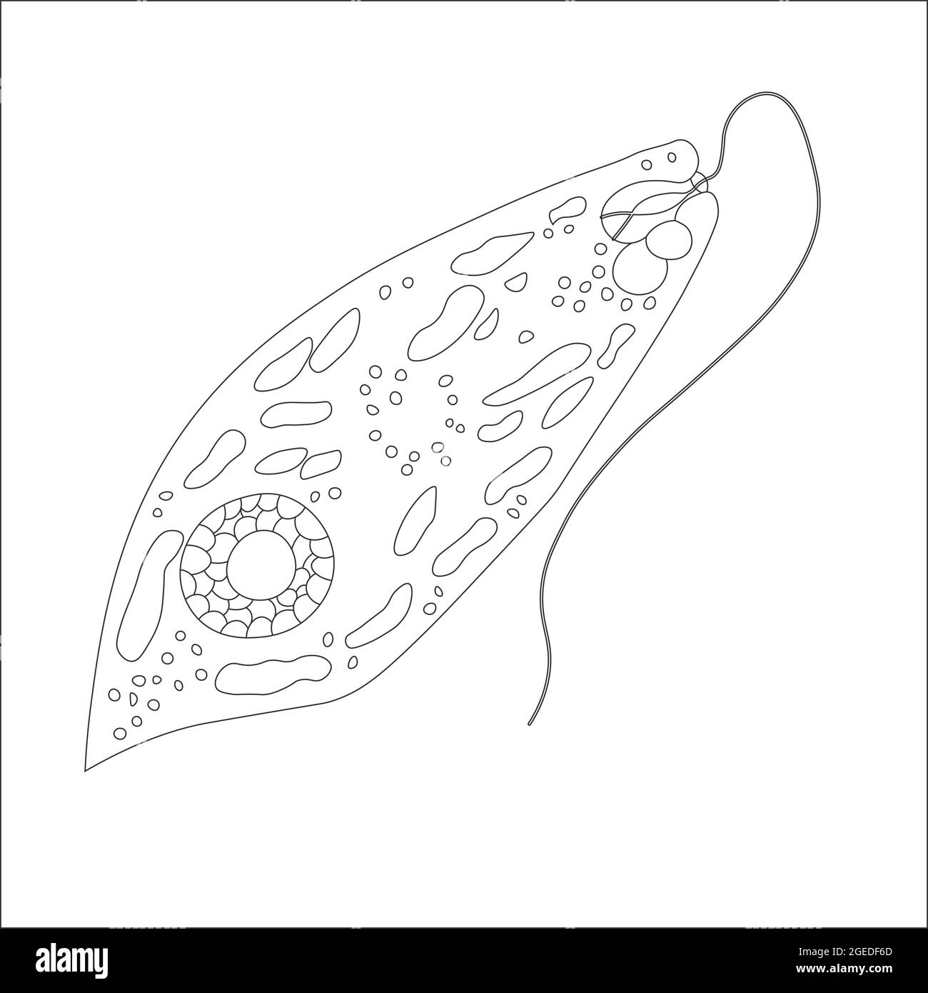 Kontur Euglena grün. Vektordarstellung eines Mikroorganismus. Schwarz-weiße Konturdarstellung. Stockfoto