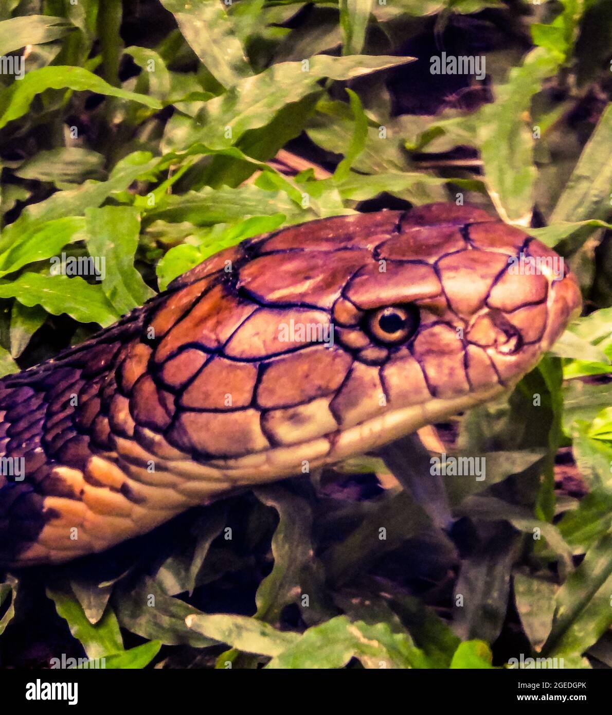 Nahaufnahme einer hinterhältigen Schlange, die neugierig in der Hülle kleiner Blätter in einem Wald herumschaut Stockfoto