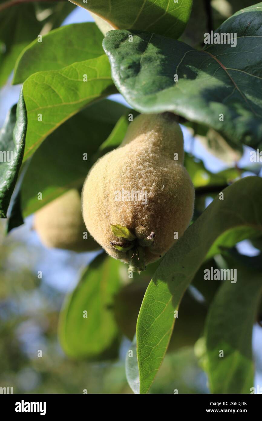 Die pelzige unreife Frucht des Quince-Baumes. Cydonia oblonga wächst in einer natürlichen Umgebung im Freien. Stockfoto