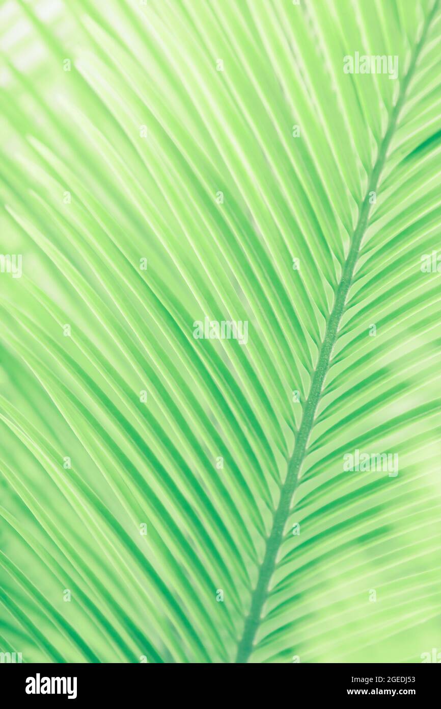 Grüne tropische Palmenblätter aus der Nähe bei Sonnenlicht. Abstrakte Linien und gestreift von grünen Palmblättern gegen grüne Palmblätter verschwommen in den Hintergründen. Stockfoto