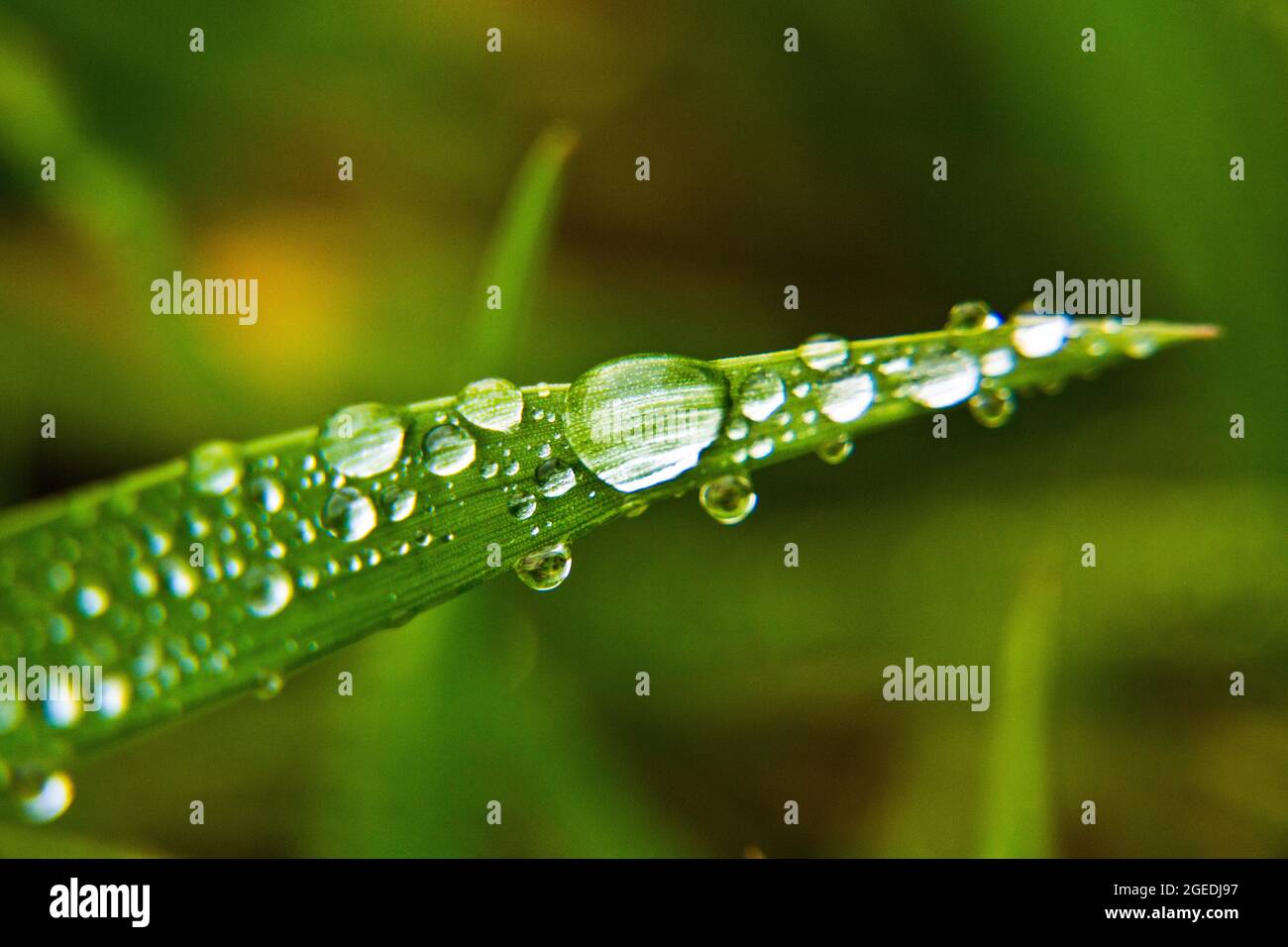 Detailansicht von Grashalmen mit Wassertropfen Stockfoto