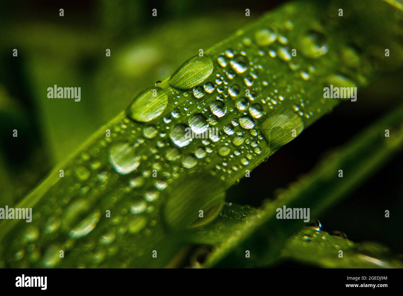 Detailansicht von Grashalmen mit Wassertropfen Stockfoto