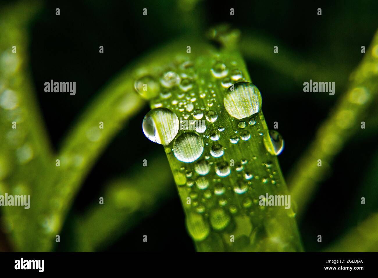 Detailansicht von Grashalmen mit Wassertropfen Stockfoto