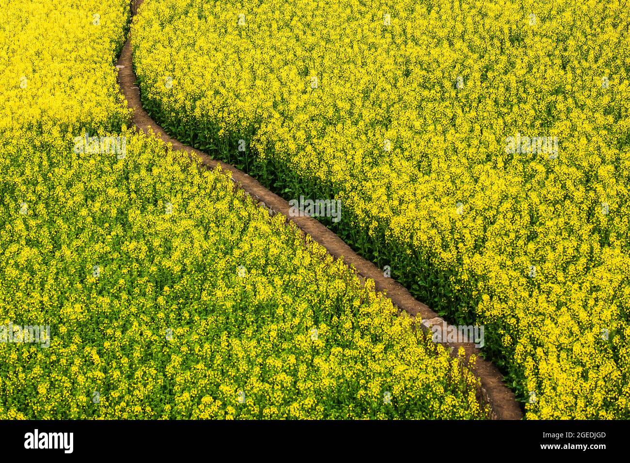 Blick in den hohen Winkel auf einen kurvenreichen Feldweg durch Senfblumen Felder in voller Blüte. Abstrakte Texturen und Muster aus senffgelben Blüten. China. Stockfoto