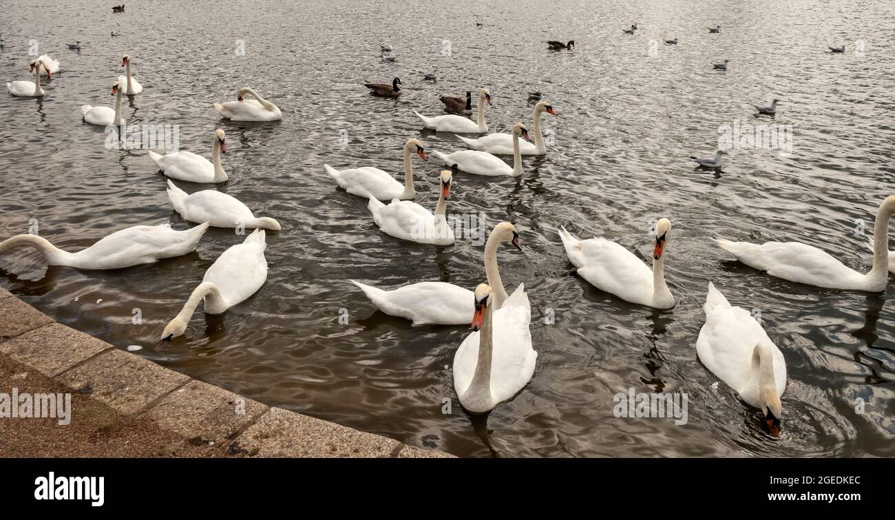 DER LONDONER HYDE PARK SCHWÄNZT AUF DEM SERPENTINEN Stockfoto