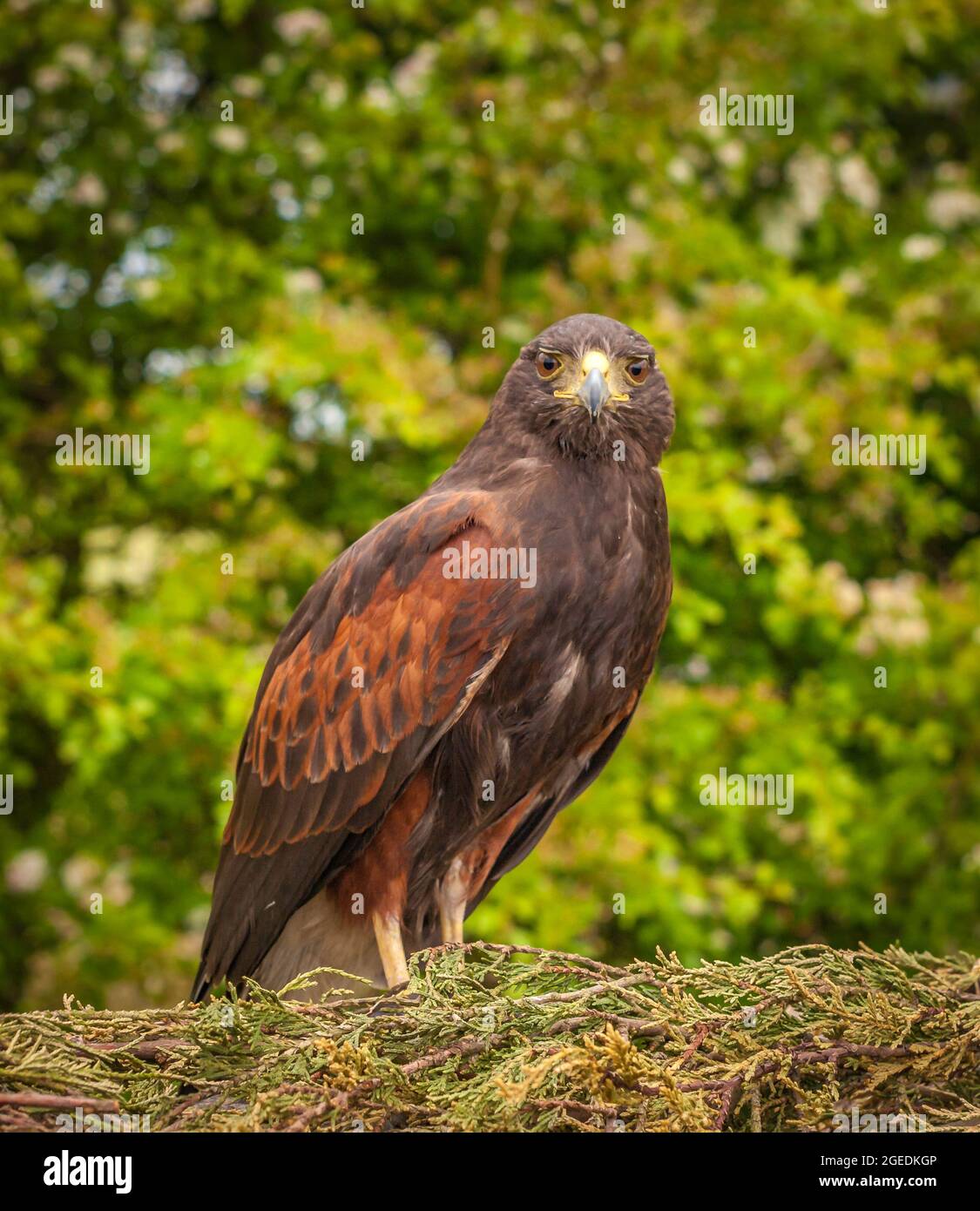 Porträt eines Harris Hawk (Parabuteo unicinctus) . Stockfoto